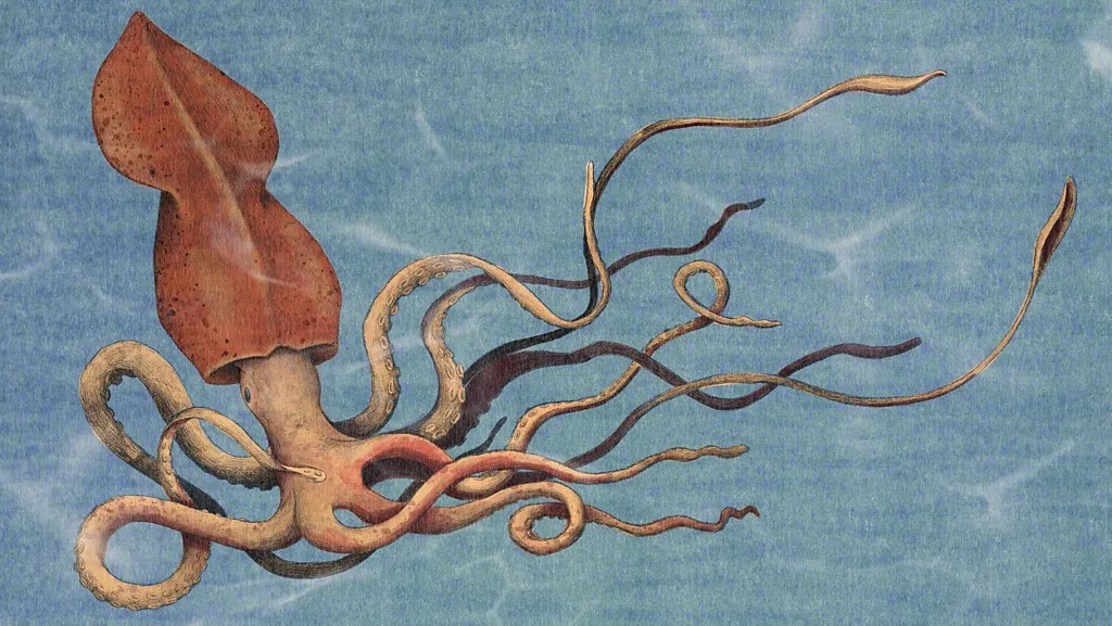 colossal squid - Emannuel Lafont/ BBC