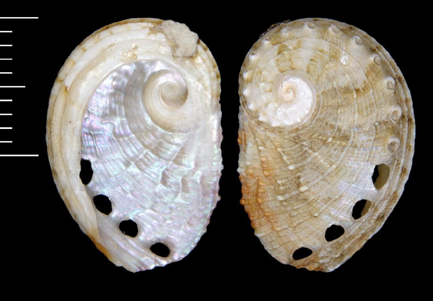 Haliotis clathrata Reeve, 1846 - nhmuk