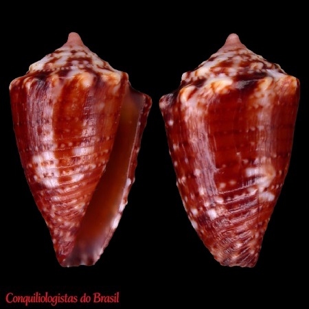 Conasprella schirrmeisteri