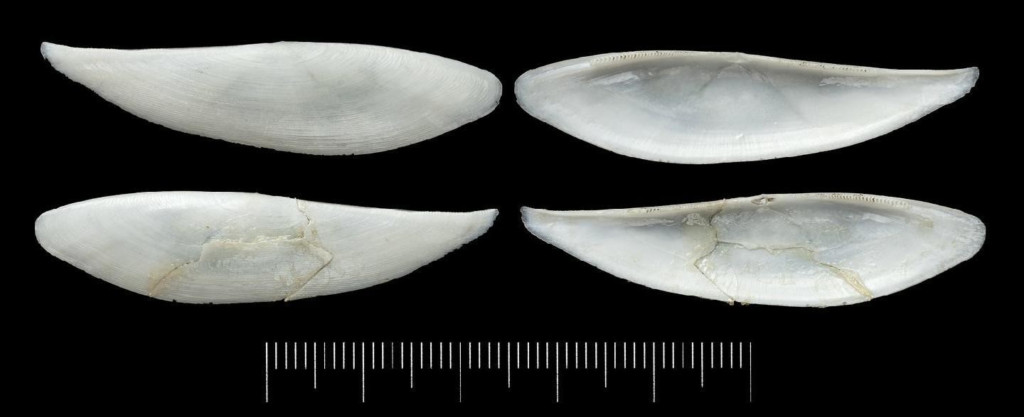 Adrana electa (A.Adams, 1846) Adrana electa (A.Adams, 1846)