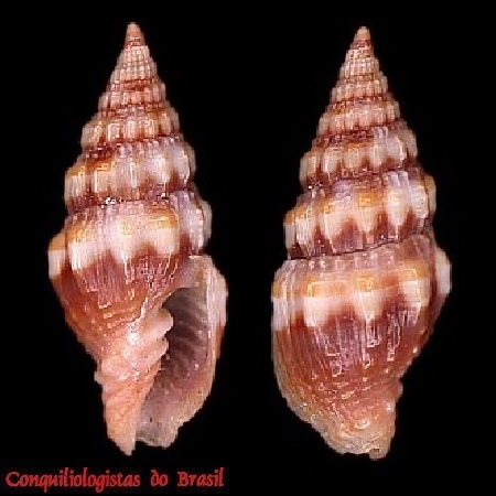 Atlantilux sykesi (Melvill, 1925)