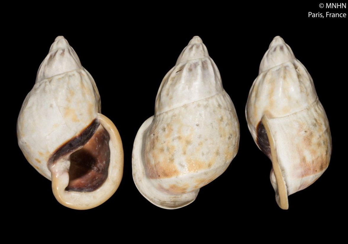 Auris chrysostoma (Moricand, 1836) Auris chrysostoma (Moricand, 1836)