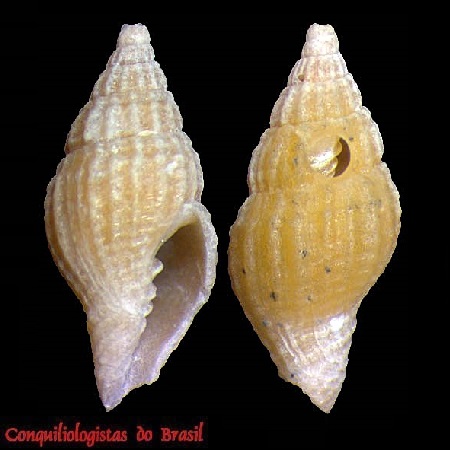 Austromitra decresca Simone & C. Cunha, 2012