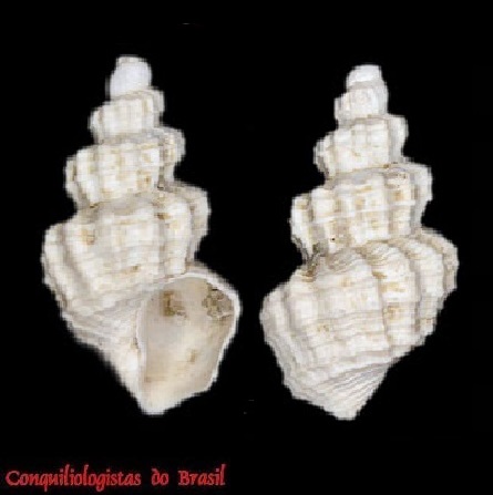Microcancilla brasiliensis (Verhecken, 1991)
