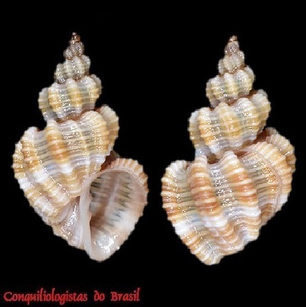 Axelella smithii (Dall, 1888)