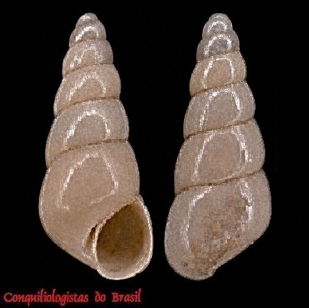 Barleeia rubrooperculata