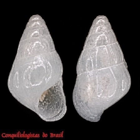 Caelatura pernambucensis (R. B. Watson, 1886)