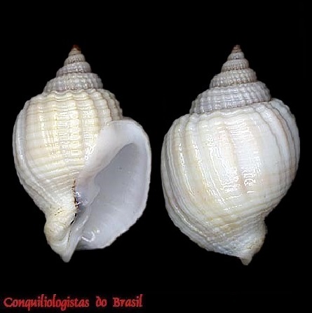 Cancellaria coltrorum Harasewych & Petit, 2014