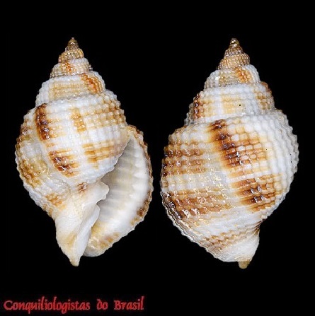 Cancellaria mediamericana Petuch, 1998