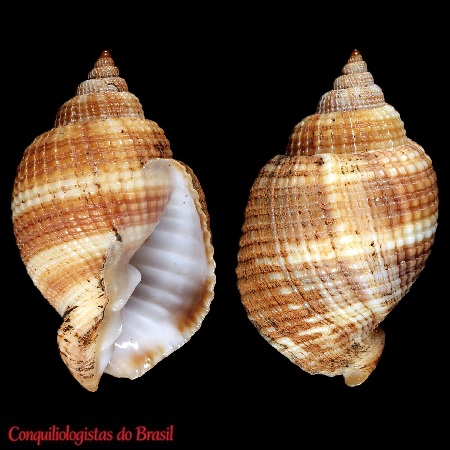 Cancellaria petuchi Harasewych, Petit & Verhecken, 1992