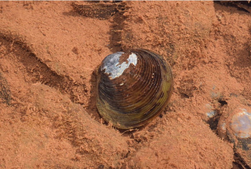Corbicula largillierti (Philippi, 1844) - Espécie invasora Corbicula largillierti (Philippi, 1844) - Espécie invasora