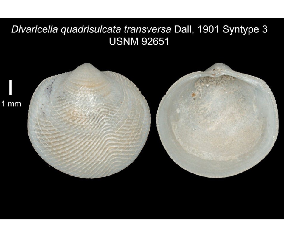 Divalinga quadrisulcata transversa (Dall, 1901); Divaricella quadrisulcata transversa Dall, 1901 Divalinga quadrisulcata transversa (Dall, 1901); Divaricella quadrisulcata transversa Dall, 1901