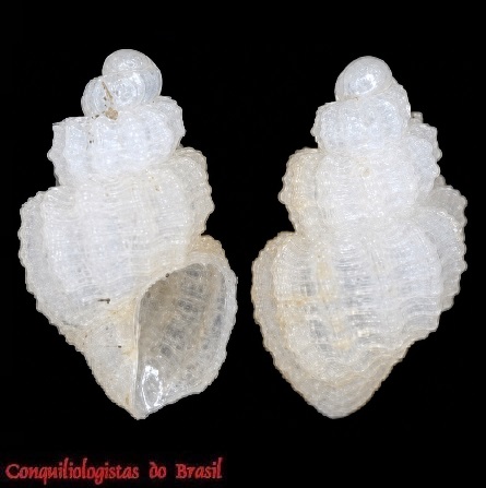 Gergovia petiti - off Fernando de Noronha, Brasil. 2,8 mm. 1000-1400 m prof. Femorale