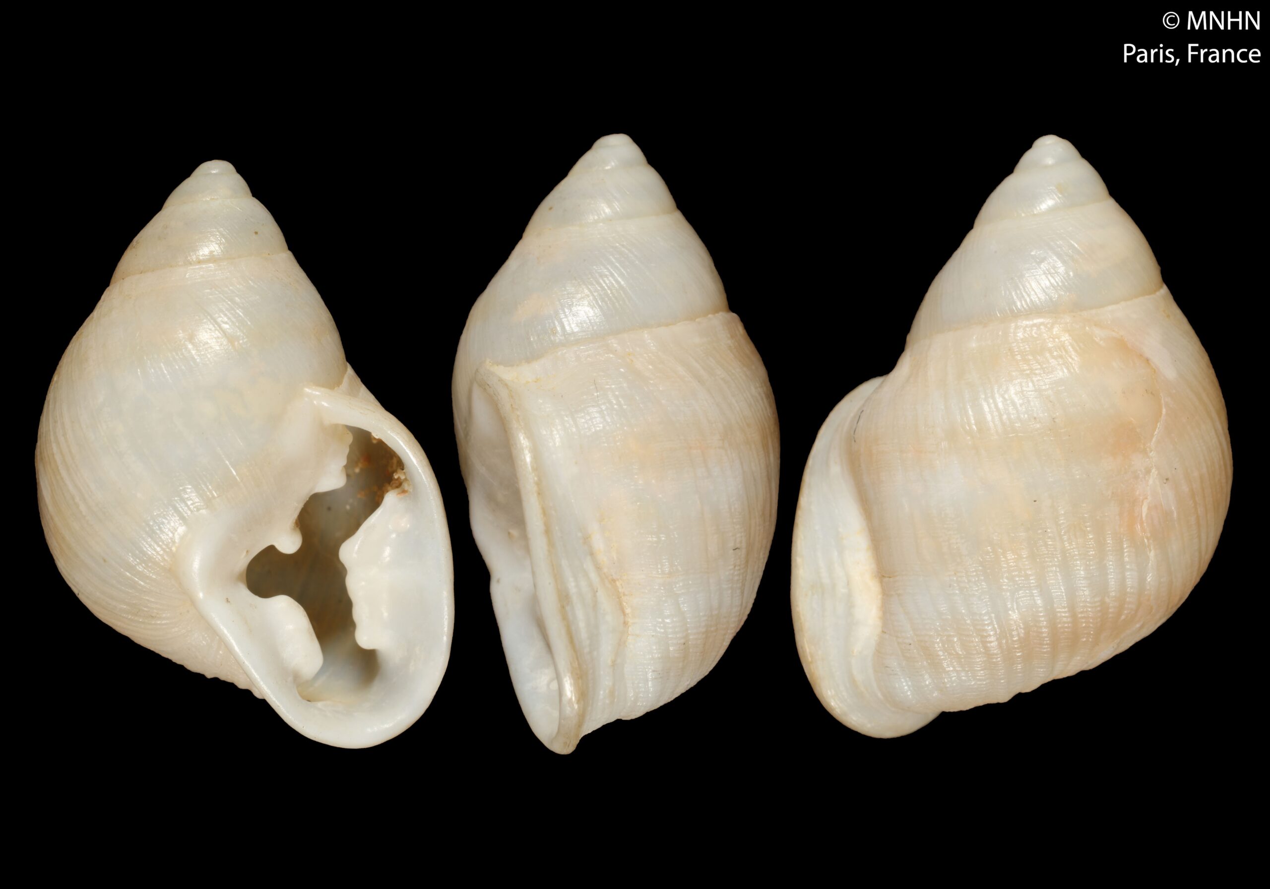 Hyperaulax-ramagei-E.-A.-Smith-1890-SYNTYPE-MNHN-PARIS