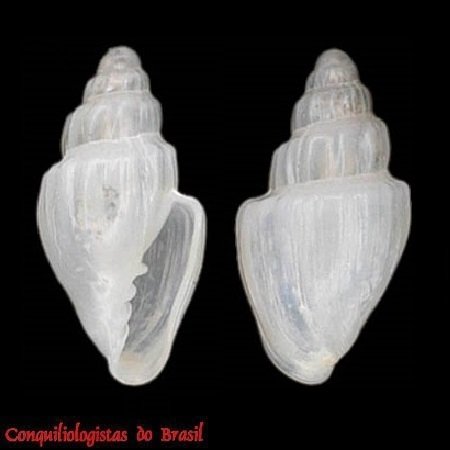 Microvoluta abrolhosensis