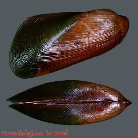 Mytella guyanensis