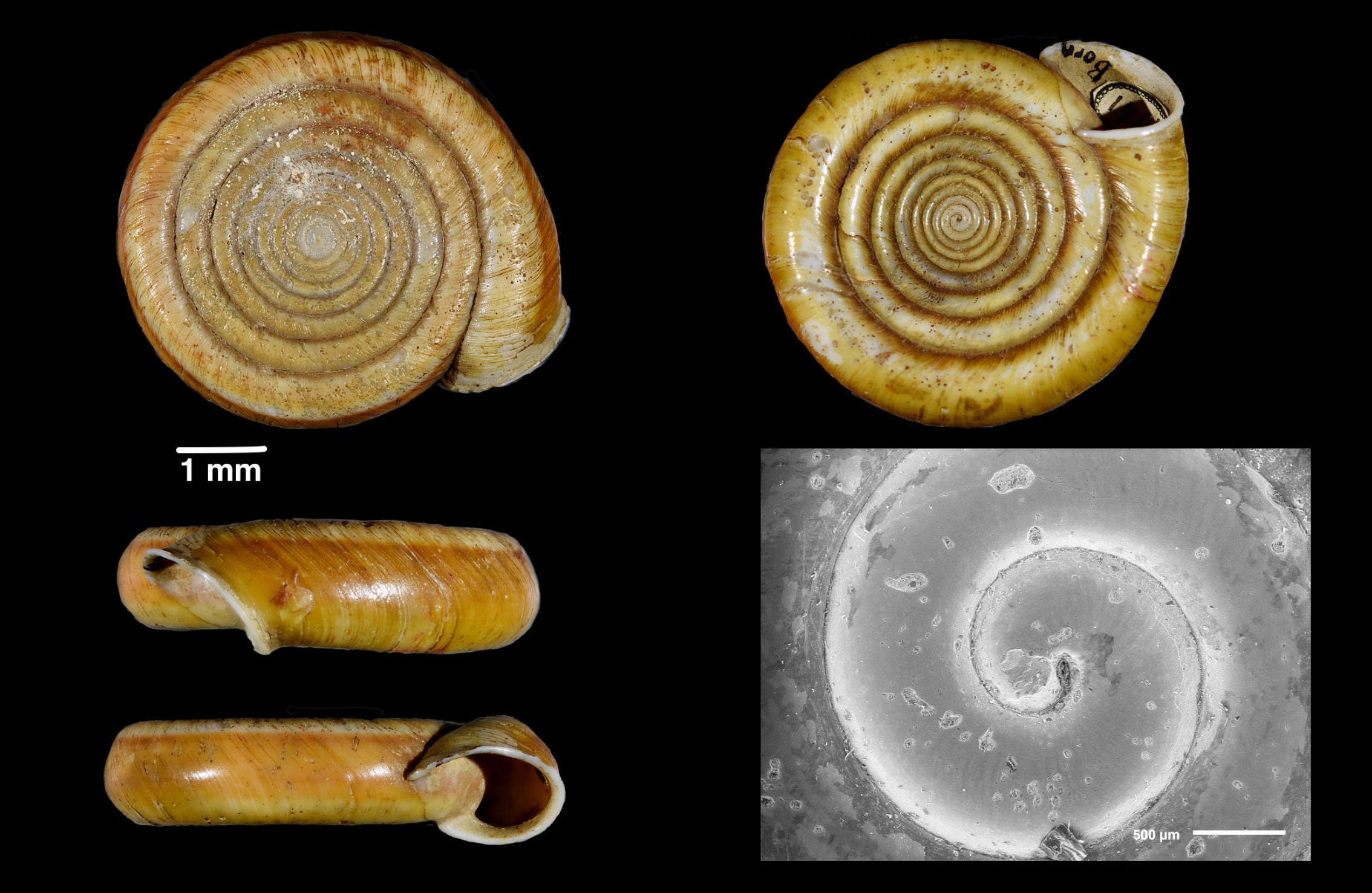 Polygyratia polygyrata (Born, 1778) Polygyratia polygyrata (Born, 1778)