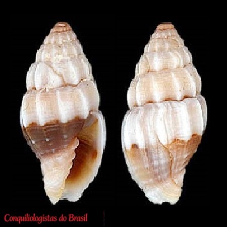 Pusia cubana (Aguayo & Rehder, 1936)