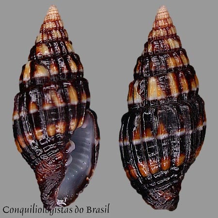 Pusia dermestina (Lamarck, 1811)