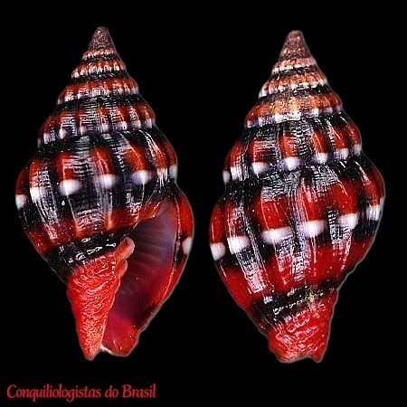 Pusia histrio (Reeve, 1844)