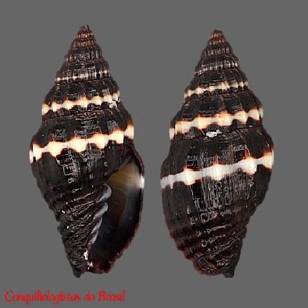 Pusia monilifera (C. B. Adams, 1850)