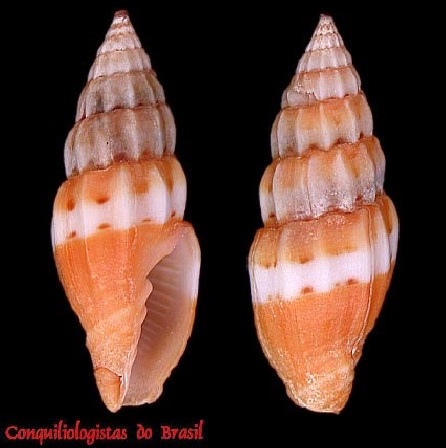 Pusia trophonia (Dall, 1889)