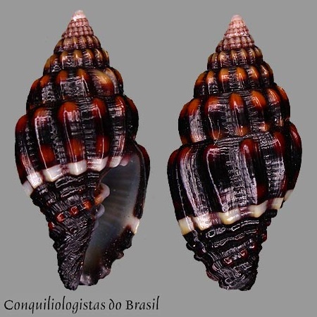 Pusia variata (Reeve, 1845)