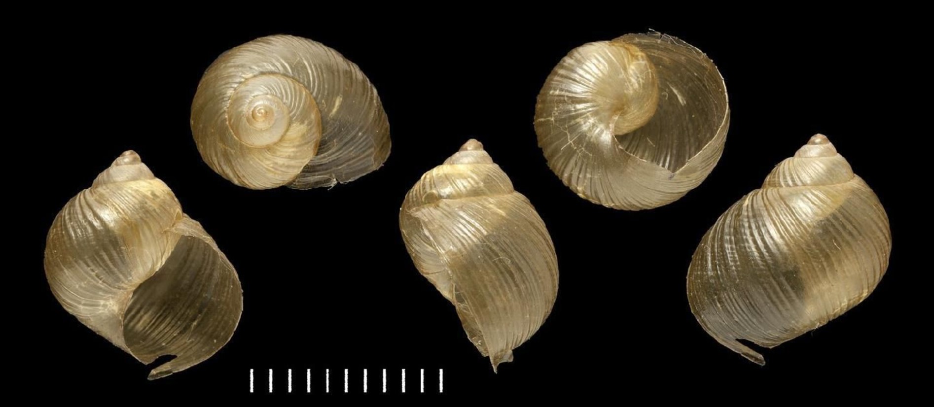 Simpulopsis decussata Pfeiffer, 1856 Simpulopsis decussata Pfeiffer, 1856