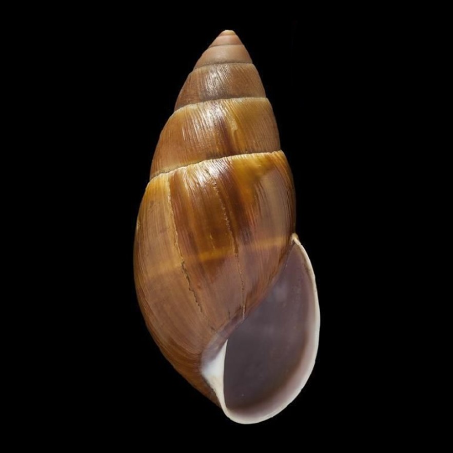 Thaumastus magnificus (Grateloup, 1839)