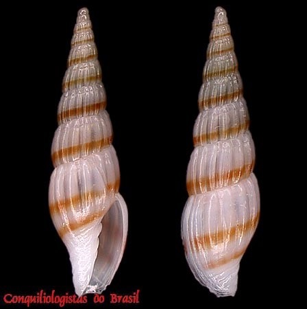 Tosapusia leonardhilli (Petuch, 1987)
