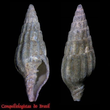 Tosapusia ovir (Simone & C. Cunha, 2012)