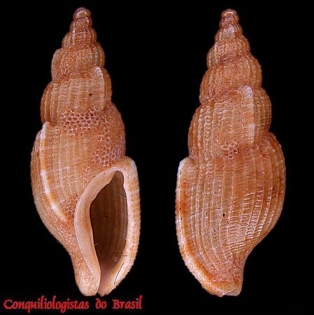 Tritonoharpa leali Harasewych, Petit & Verhecken, 1992