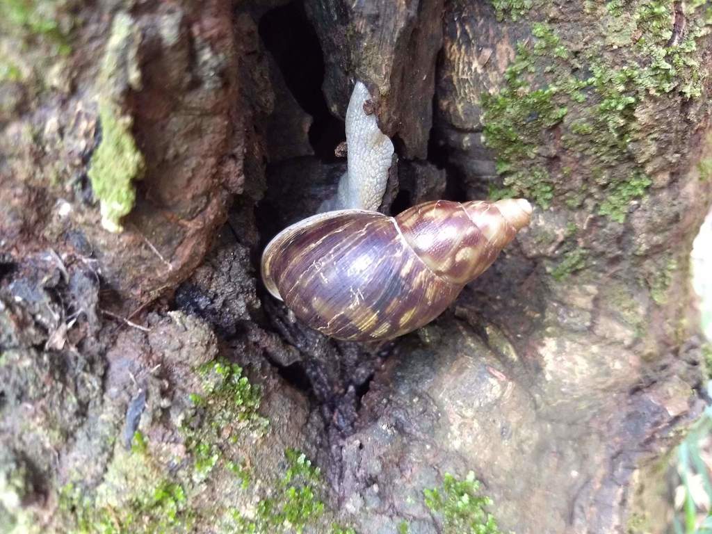 Anthinus albolabiatus (Jaeckel, 1927)