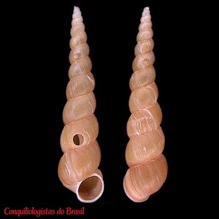 Acrilloscala sp.
