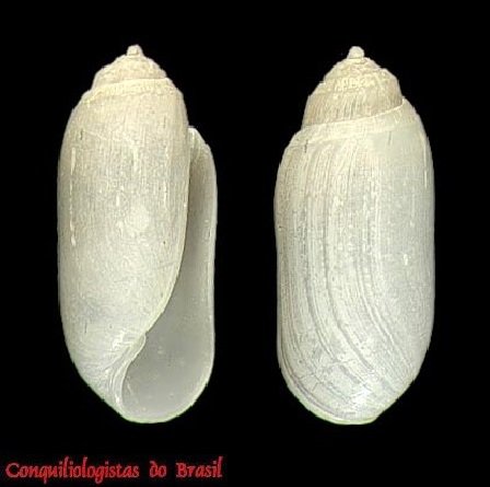 Acteocina bullata (Kiener, 1834)