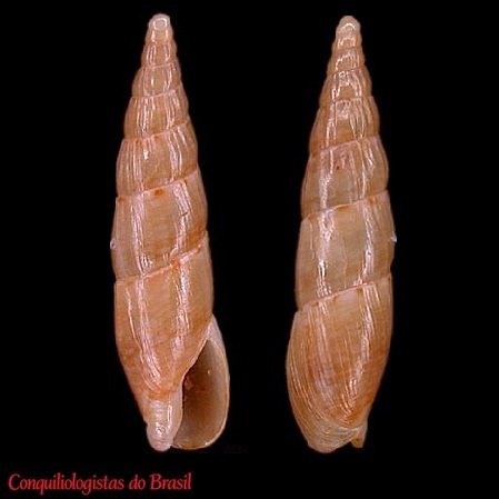 Aesopus obesus (Hinds, 1844)
