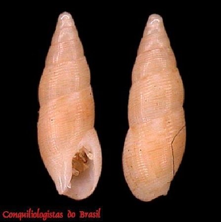Aesopus stearnsii (Tryon, 1883)