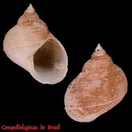 Alora parisottoae S. Lima & C. Cunha, 2025
