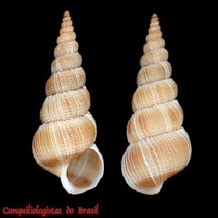 Amaea mitchelli (Dall, 1896)