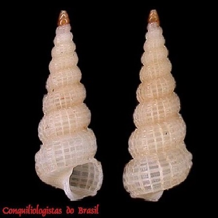 Amaea retifera (Dall, 1889)