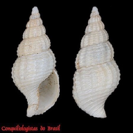 Amphissa cancellata (Castellanos, 1979)