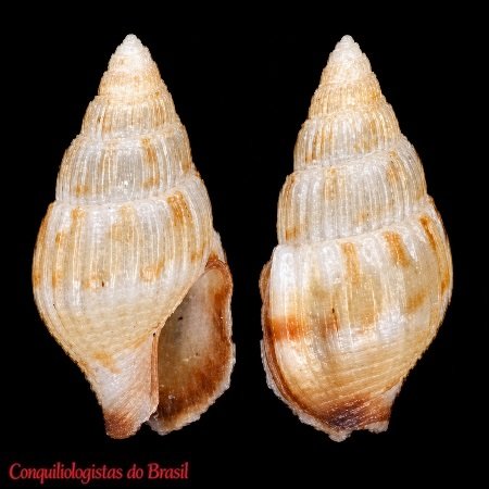 Anachis isabellei (A. d'Orbigny, 1839)
