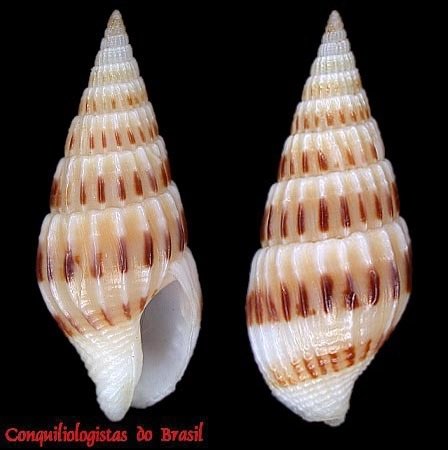 Anachis lyrata (G. B. Sowerby I, 1832)