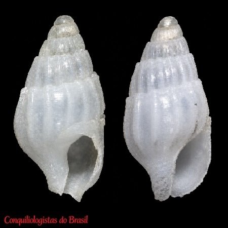 Anachis rechonchuda S. Lima & C. R. Guimarães, 2015