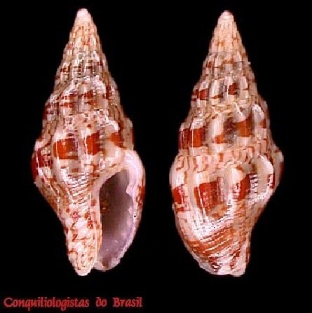 Anachis renatae Rios, 2009