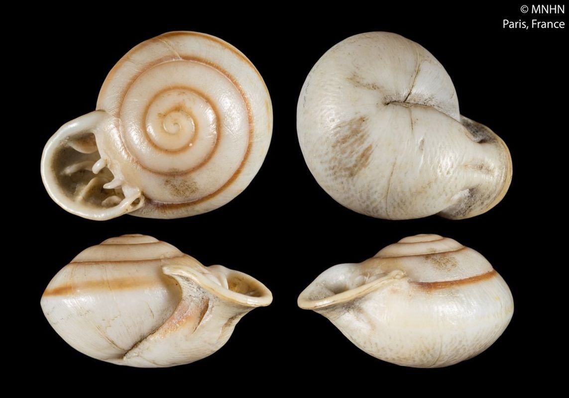 Anostoma ringens (Linnaeus, 1758) - LECTOTYPE de Helix (Helicodonta) ringicula A. Férussac, 1822, MNHN-2000-28121 Anostoma ringens (Linnaeus, 1758) - LECTOTYPE de Helix (Helicodonta) ringicula A. Férussac, 1822, MNHN-2000-28121