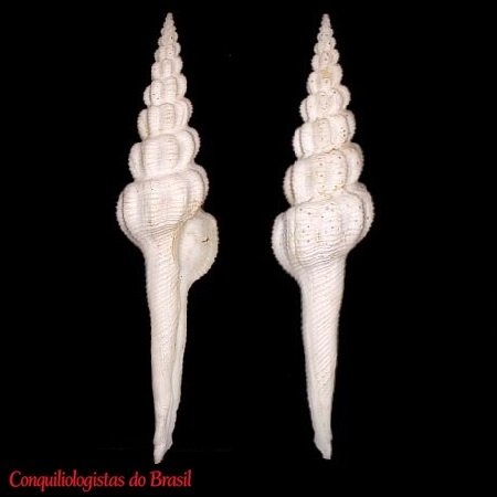 Aristofusus benjamini (Hadorn, 1997)