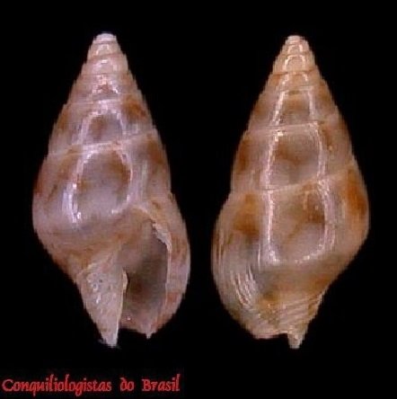 Mitrella antares P. M. S. Costa & P. Souza, 2001