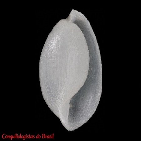 Atys guildingi G. B. Sowerby II, 1869