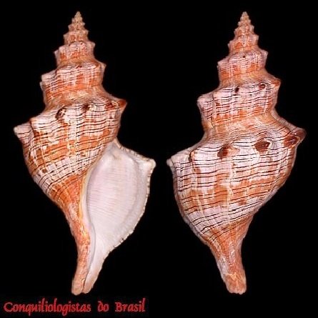 Aurantilaria aurantiaca (Lamarck, 1816)